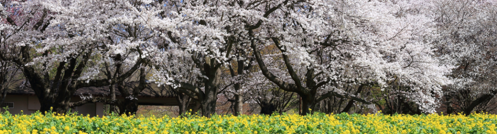 昭和記念公園