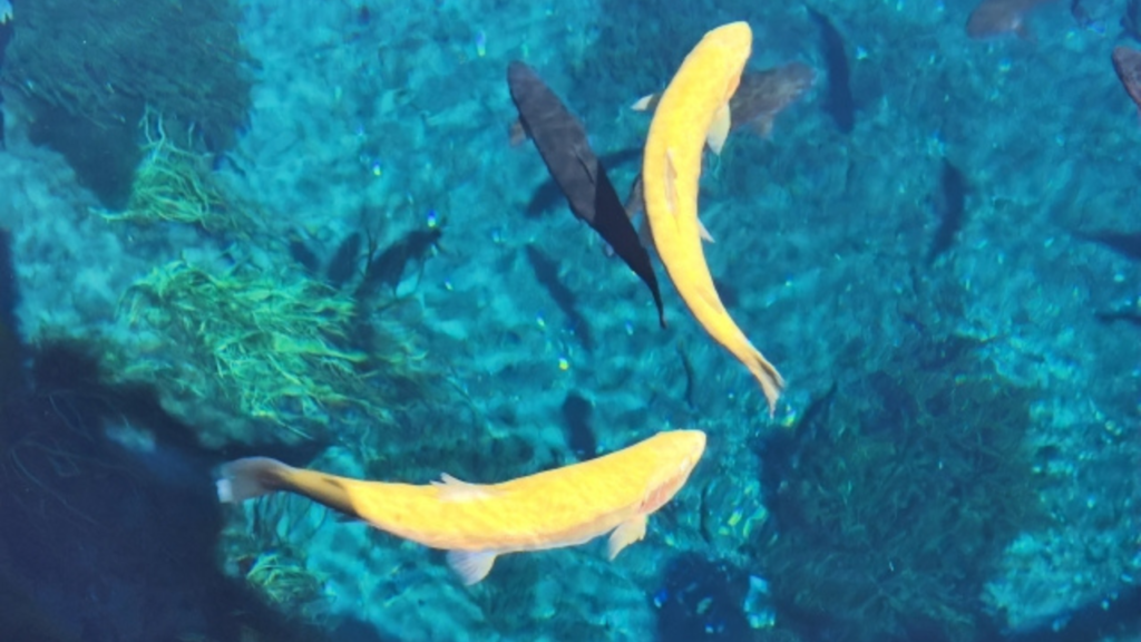 バスツアー忍野八海